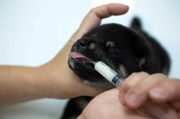 Prednisolone acetate drops for dogs dosage side effects and safe administration guide