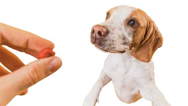 Amazon, Chewy, or Local Pharmacy: Where Dog Owners Score 30 % Discounts on Prednisolone Acetate This Week