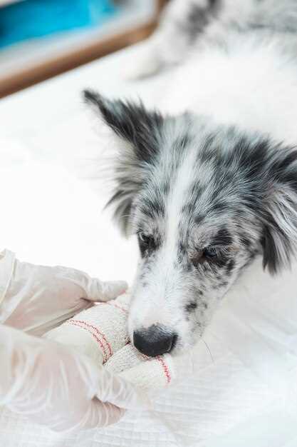 Real Receipts: 30-Day Cost for a 25-lb Dog with Mild Conjunctivitis
