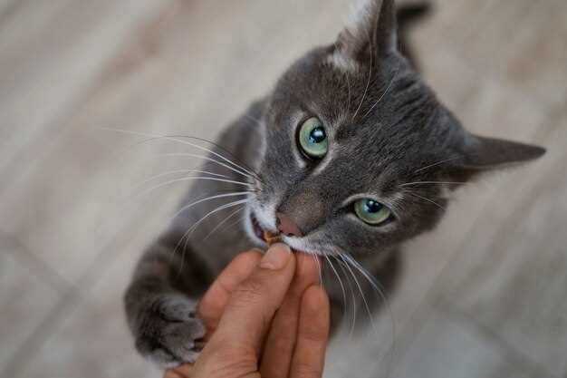 How to Give a Squirmy Cat Eye Drops in 12 Seconds–No Towel Burrito Needed