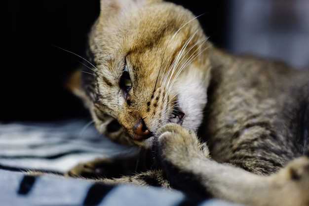 Prednisolone acetate for cats dosage side effects and safe ophthalmic use guide