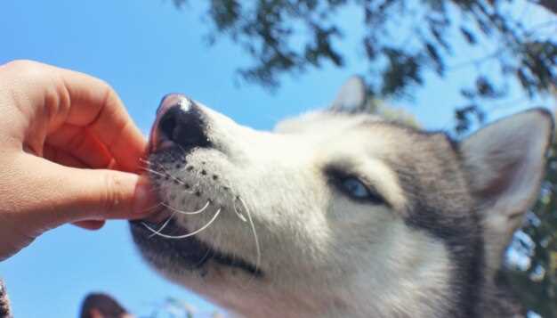 From Plastic Cone to Drop-Treat Trick: Training a Squirmy Labrador to Sit Still for Eye Meds