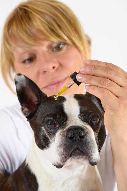How 1 Drop of Prednisolone Acetate 1% Calms Cherry Eye in 24 Hours–Step-by-Step Timing Chart