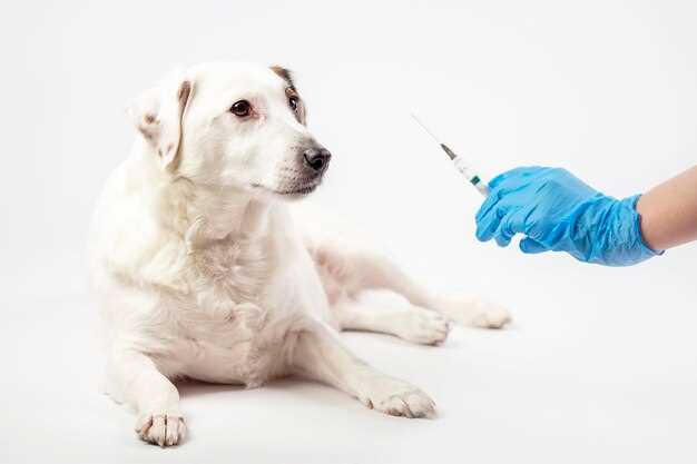 Prednisolone acetate injection for dogs uses dosage side effects and veterinary guidance