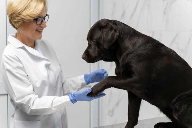 Prednisolone canine dosage side effects tapering and safe long term use guide
