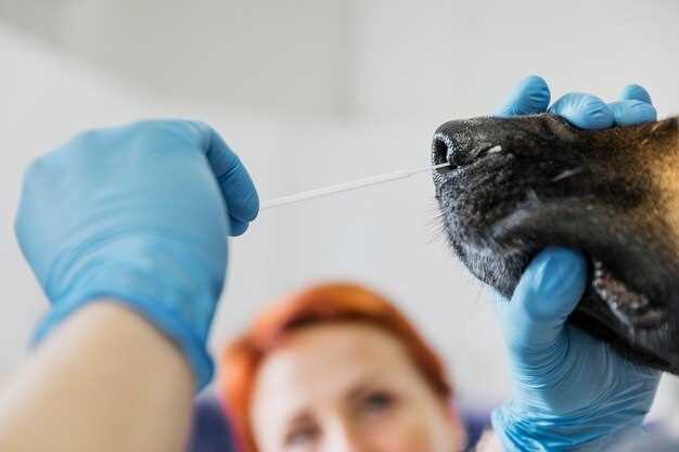 Twice-a-Day vs. Once-a-Day: Vet-Backed Timing That Keeps Prednisolone Blood Levels Steady