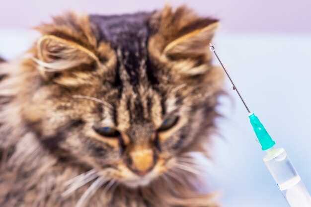 Safe Prednisolone Use in Cats Dosage Side Effects and Vet Guidance