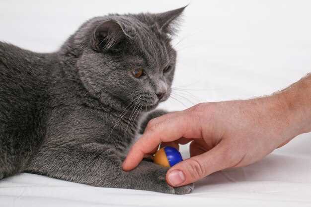mg vs 5 mg: Which Prednisolone Tablet Size Prevents Overdose in a 4 kg Cat?
