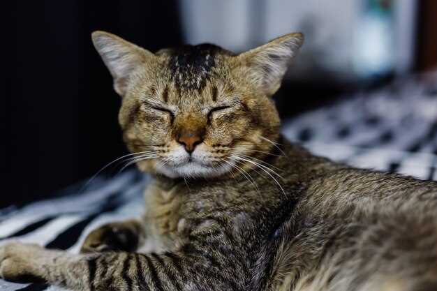 Prednisolone vs. Prednisone in cats: which molecule slips past the feline liver faster?