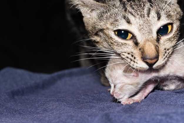 Prednisolone cats dosage side effects and safe tapering guidance for owners