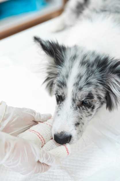 How to hide Prednisolone in 3 foods that even a sick Spaniel can’t sniff out