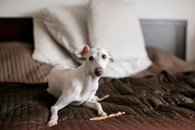 Price shock erased: generic 5 mg tablets under $0.30 at these 2 online pet pharmacies