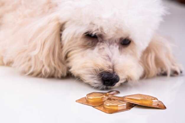 mg/kg or 2 mg/kg? Pick the Right Prednisolone Dose for Your Dog’s Weight in 30 Seconds