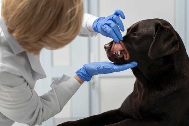Prednisolone dogs dosage chart by weight vet approved schedule and safe taper plan