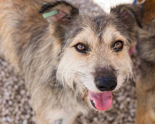 Prednisolone dogs dosage side effects veterinary guide safe tapering itching allergies