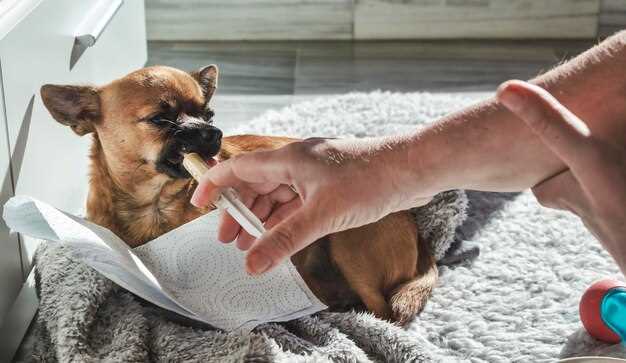 mg/kg vs 2 mg/kg: Which Prednisolone Dose Stops Itching in 24 h Without Turning Your Dog Into a Water Tank?