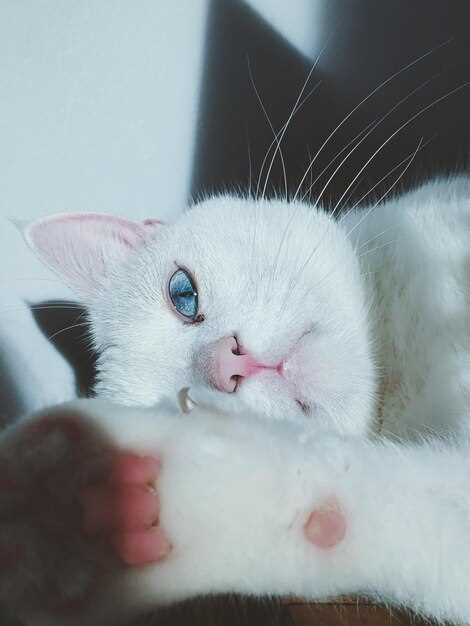 How to tell if your cat’s watery eye needs Prednisolone drops–3 quick home checks before the vet bill