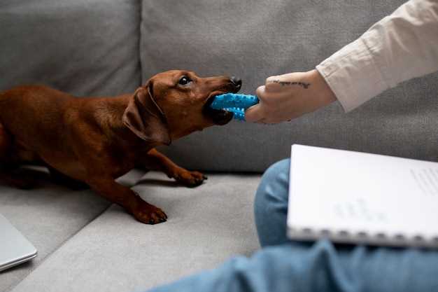 From Dropper to Treat: 2-Second Peanut-Butter Reward Routine That Stops Head-Shaking for 90% of Spaniels