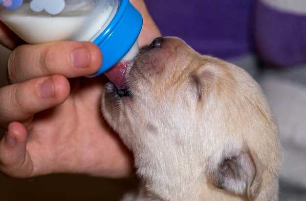 How to Tell Your Dog Needs Prednisolone Drops–3 Blink-and-You-Miss-It Signs Owners Confuse with “Just Allergies”