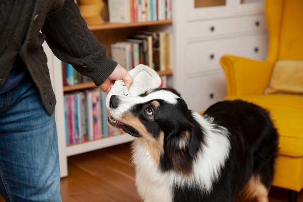Prednisolone eye drops for dogs safe dosage side effects and vet guidance for treatment