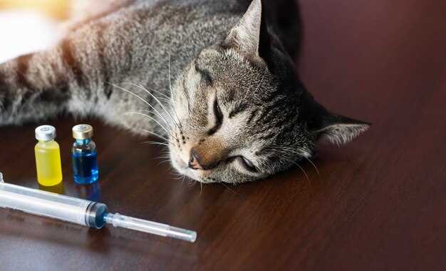 Twice-a-day vs once: exact dosing chart by weight that saves you from 2 a.m. meow alarms