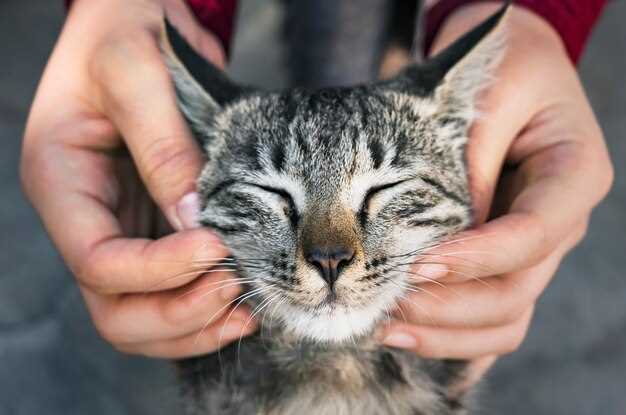 Prednisolone feline dosage side effects safe administration veterinary guide