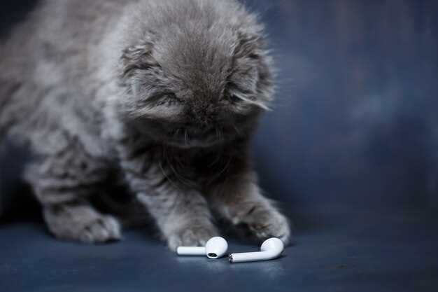 Safe Prednisolone Use in Cats Dosage Side Effects and Vet Guidance for Owners