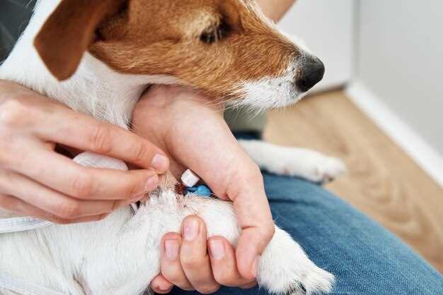 2. Collagen type-II chews: micro-dose, macro-result