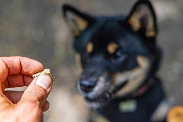 Prednisolone for Dogs: 7 Vet-Backed Hacks to Turn Pill Panic into Tail Wags
