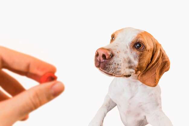 Prednisolone for dog dosage side effects safety vet guidance and taper schedule