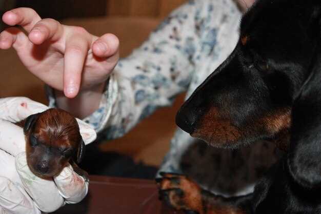 2. Double the First Dose Only with Vet Approval