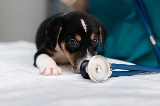 Prednisolone 20 mg for Dogs: 7 Vet-Backed Tricks to Calm Itching, Swelling & Auto-Flare Overnight