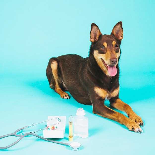 5 Sneaky Pill-Hiding Treats Even a Sick Spaniel Can’t Spit Out