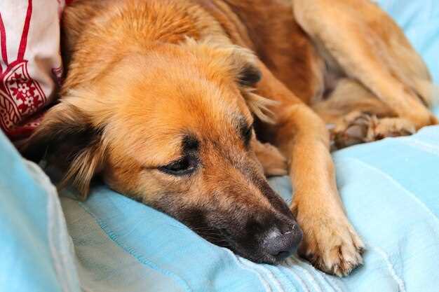 Prednisolone for Dogs Allergies: 7 Vet-Backed Hacks to Stop the Scratch Today