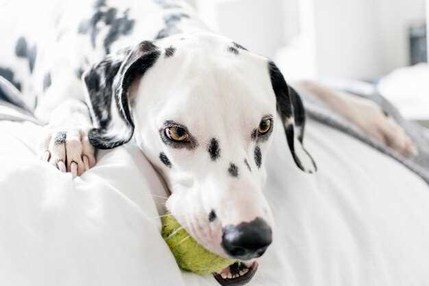 Red-Flag Checklist: When Panting, Pee Lakes, or Pot Belly Mean Phone the Vet NOW