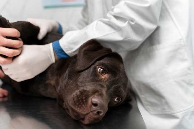 Prednisolone for dogs allergies dosage side effects vet guidance safe tapering