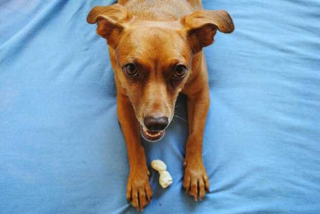 Can You Skip the Vet? 3 Legal Ways to Buy Prednisolone for Dogs Online Without a Prescription