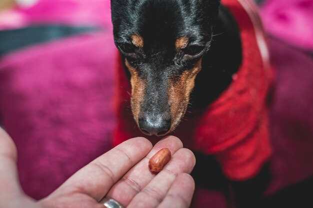 Prednisolone for dogs itching dosage side effects and vet guidance for safe relief