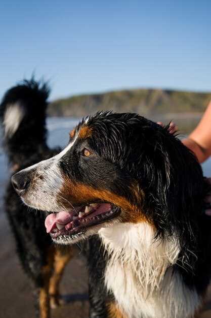 £9 vs £29: Where to Legally Buy Prednisolone for Dogs Online in UK Without a Vet Prescription Repeat