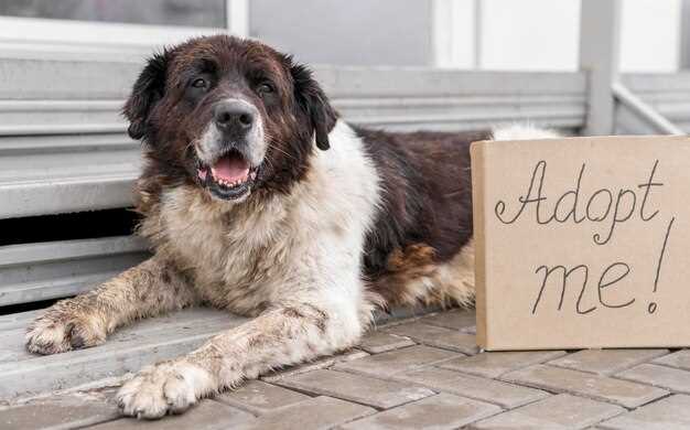 Prednisolone for dogs uk dosage side effects where to buy vet approved tablets online