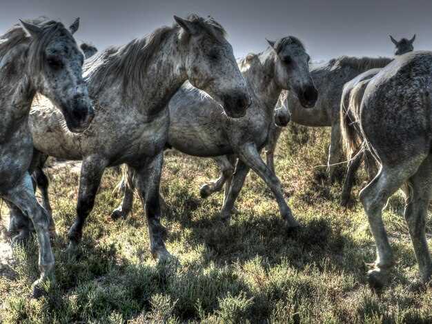 Prednisolone for Horses: 7 Vet-Approved Hacks to Turn a Coughing Pony into a Powerhouse Performer