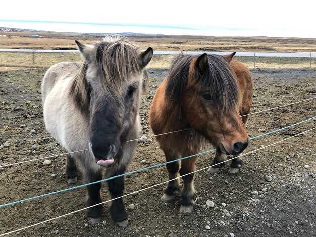 Prednisolone horses dosage side effects withdrawal and safe veterinary protocols explained