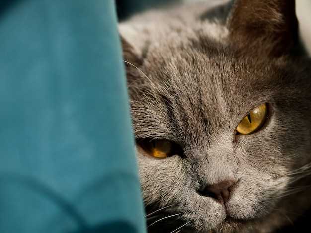 3. PetCareRx – Hauppauge, NY