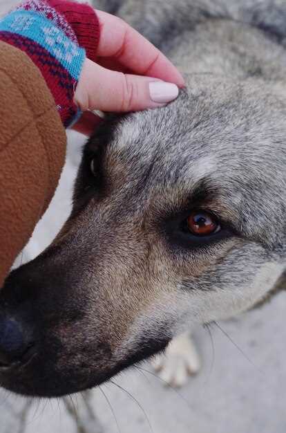 Prednisolone in dogs dosage side effects safety and vet guidance for responsible use