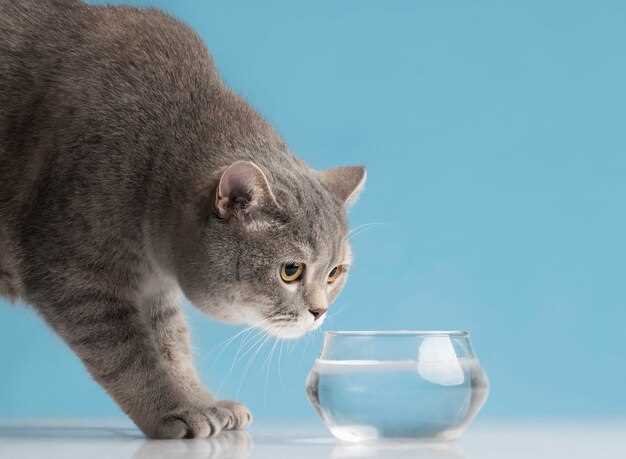 Prednisolone vs Prednisone for Cats: Why the Liquid Version Skips the Liver Detour and Acts 2× Faster