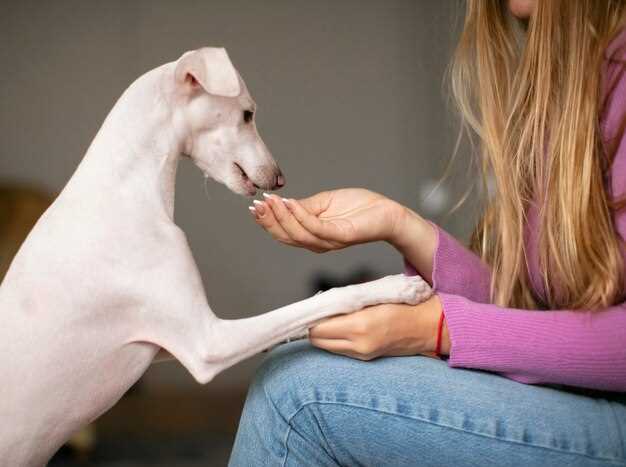 Prednisolone syrup for dogs dosage side effects and safe administration guide