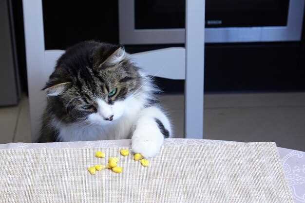Prednisolone tablets for cats dosage uses side effects and vet guidance