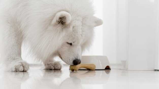 Prednisolone Tablets for Dogs: 7 Vet-Backed Hacks to Calm Itchy Skin, Swollen Joints & Auto-Flare Overnight