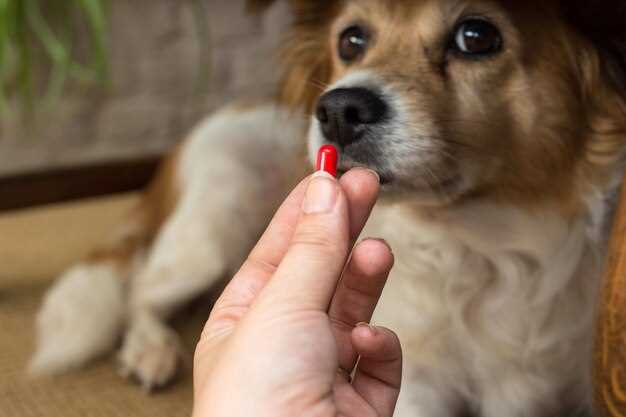 Can you skip the 3 a.m. dose? Sync Prednisolone to your dog’s feeding clock without losing potency