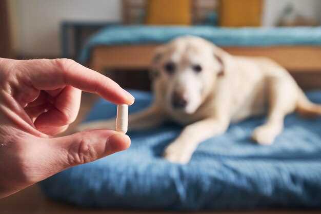 Safe Prednisolone Dosing Schedules For Dogs With Allergies Joint Pain And Autoimmune Flares
